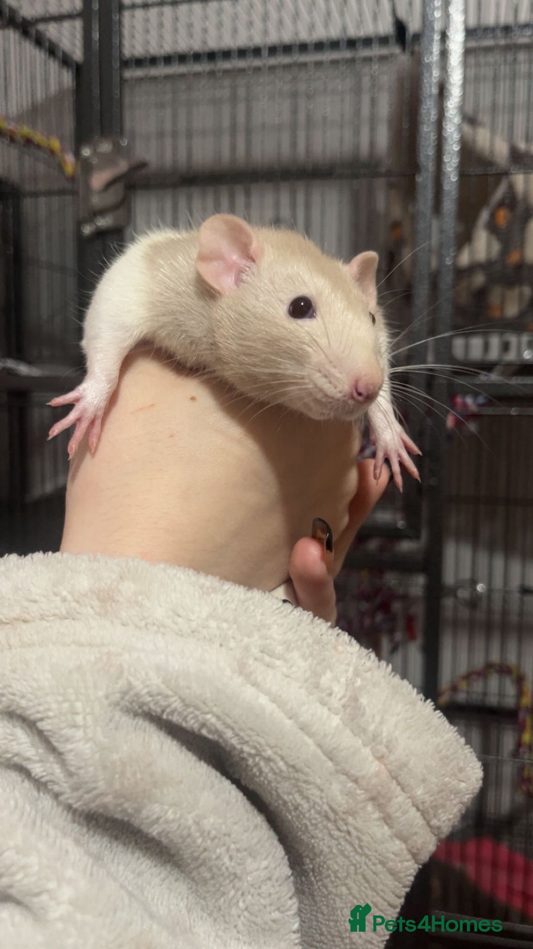 Rat rodents for sale: Male rats and cage  - Image 1