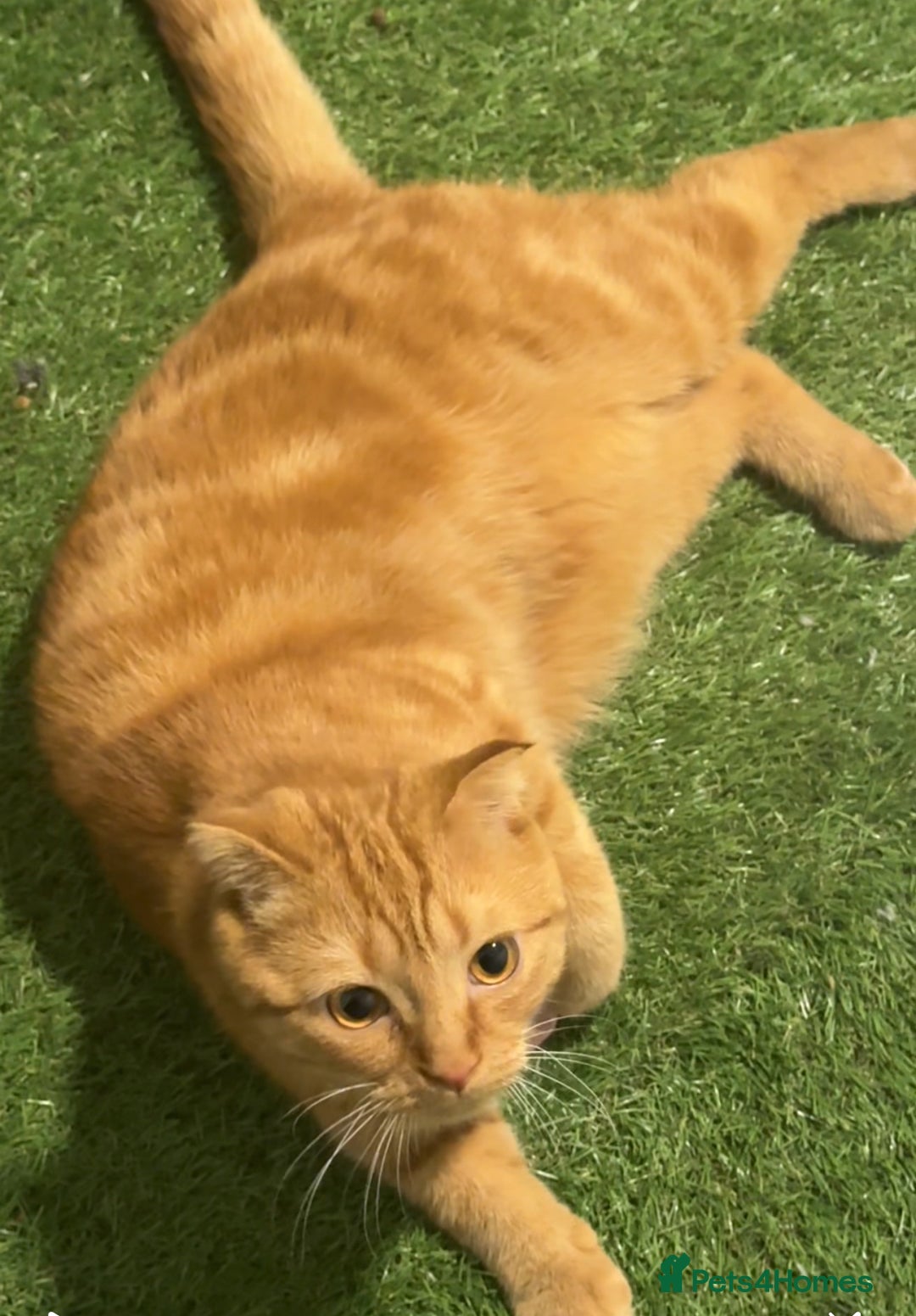 Scottish Fold cats for sale: Rio (Scottish fold) - Image 6