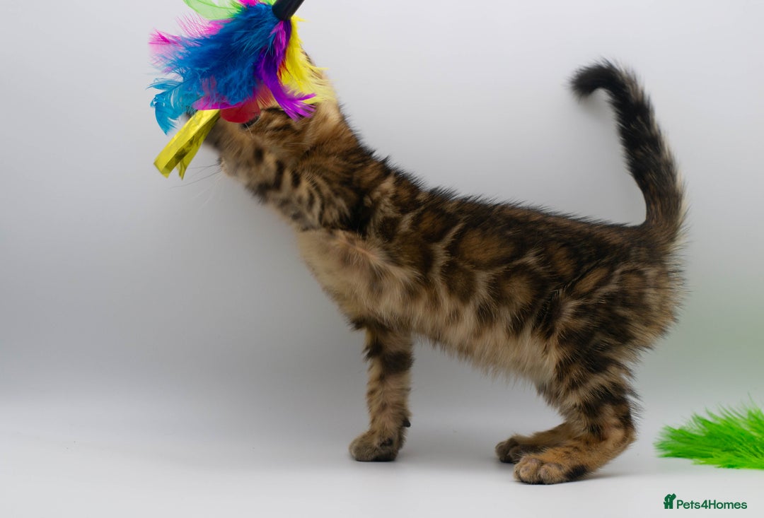 Bengal cats for sale: Gorgeous TICA Registered Bengal Kittens! - Image 6