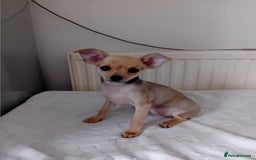 Miniature Pinscher dogs for sale: Mini pinscher for sele  - Image 10