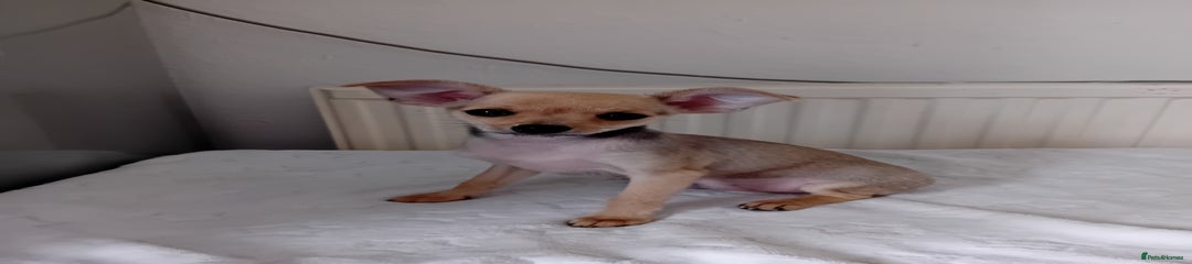 Miniature Pinscher Puppy 1