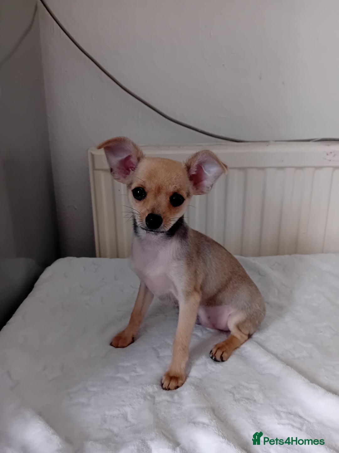 Miniature Pinscher dogs for sale: Mini pinscher for sele  - Image 10