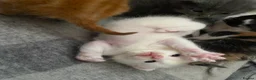 Mixed Breed cats for sale: Adorable kittens looking for forever homes - Advert 3