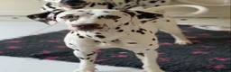 Dalmatian dogs for stud: Kc Reg Proven stud Dalmatian  in Ormskirk - Advert 2