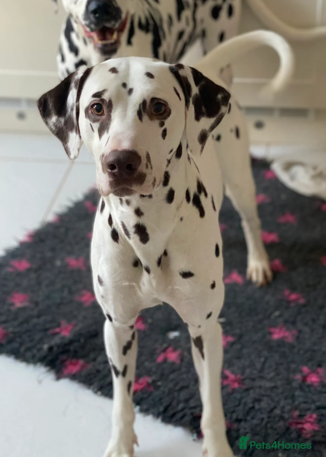Dalmatian dogs for stud: Kc Reg Proven stud Dalmatian  in Ormskirk - Advert 2