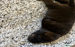 Staffordshire Bull Terrier dogs for sale: Staffordshire bull terrier puppy’s  - Image 6