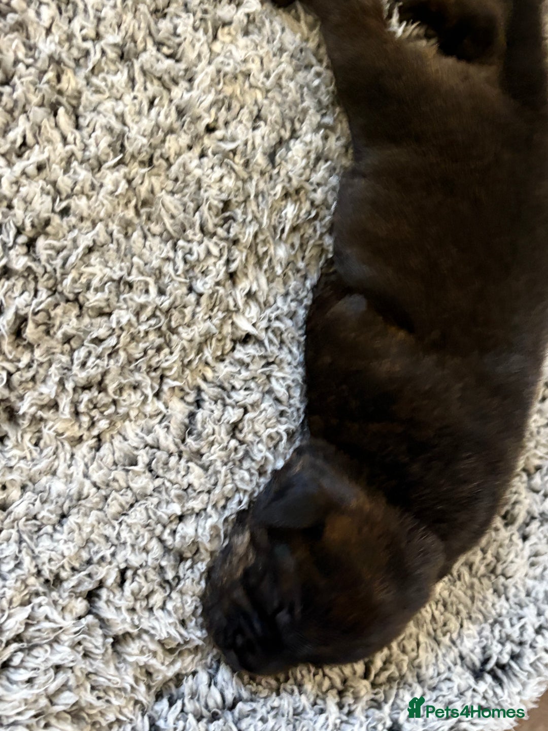 Staffordshire Bull Terrier dogs for sale: Staffordshire bull terrier puppy’s  - Image 6