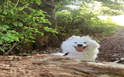 Samoyed dogs for sale: 1 Year old Samoyed Female Dog - Available now! - Image 3