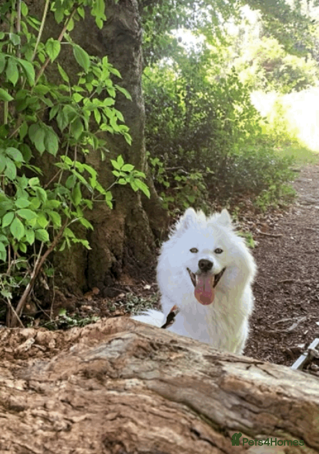 Samoyed dogs for sale: 1 Year old Samoyed Female Dog - Available now! - Image 3