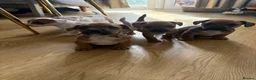 Mixed Breed dogs for sale: 5 Beautiful pups  in Stratford-upon-Avon - Advert 3