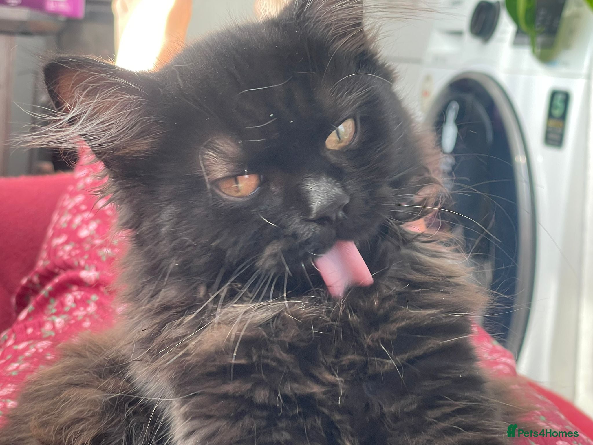 Mixed Breed cats for sale:  Persian kitten Reduced  - Advert 11