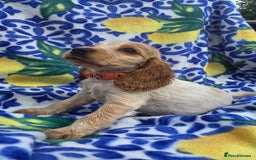 Cocker Spaniel dogs for sale: SHOW COCKERS READY NOW LAST LEMON BOY AND GIRL - Image 15