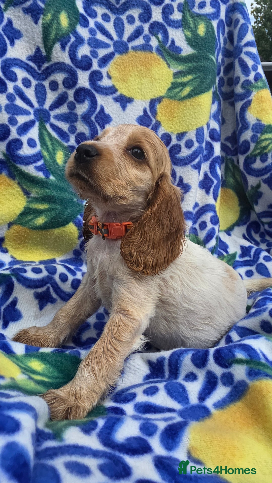 Cocker Spaniel dogs for sale: SHOW COCKERS READY NOW LAST LEMON BOY AND GIRL - Image 15