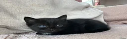 Mixed Breed cats for sale: Two beautiful Boy Kittens For Sale  - Advert 9