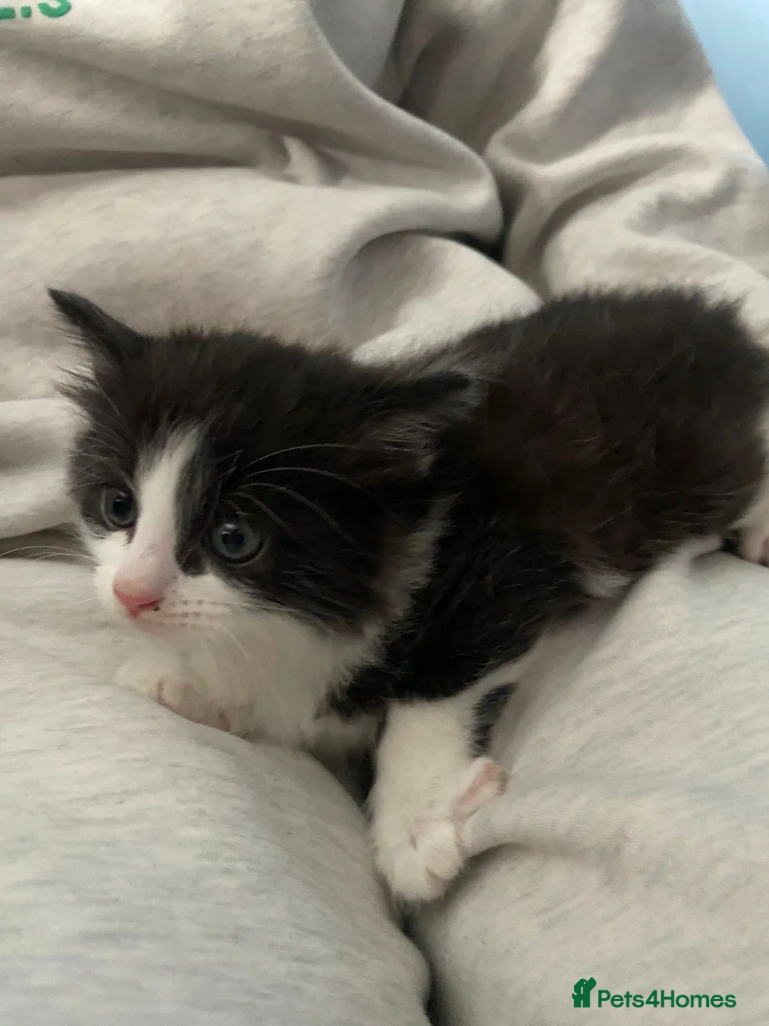 Mixed Breed cats for sale: 4 amazing female kittens ready now in Dartford - Advert 2