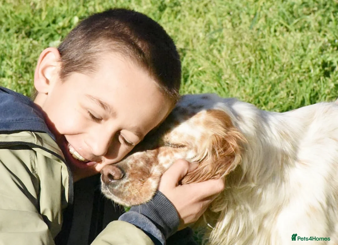 English Setter dogs for adoption: Bonnie (Laila) in London - Advert 2