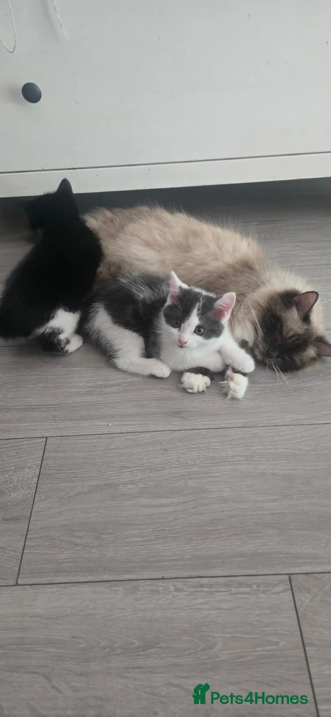 Ragdoll cats for sale: Mix ragdoll kittens  in Enfield - Advert 2