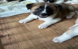 Akita dogs for sale: American akita Female bitches  - Image 18