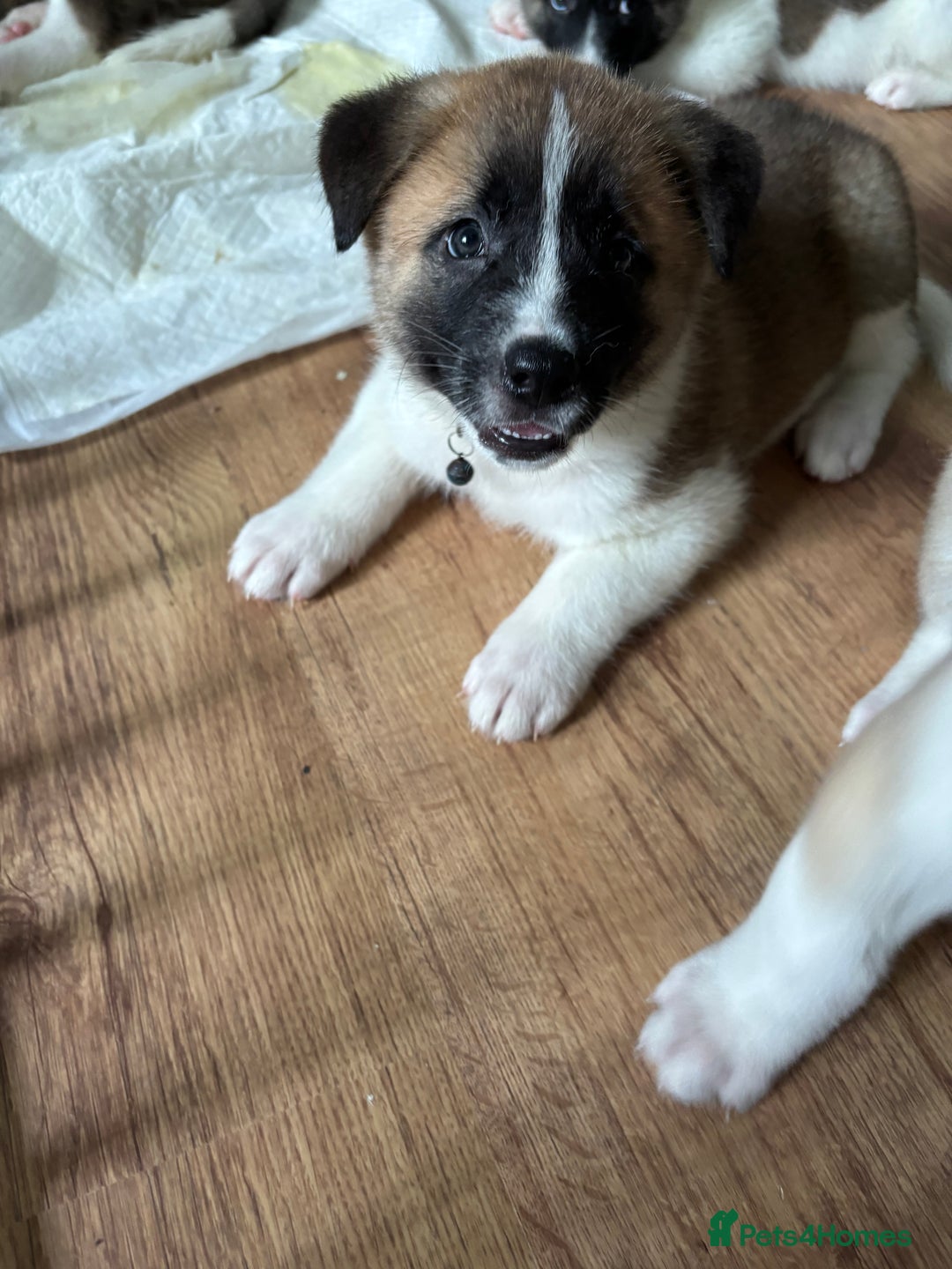 Akita dogs for sale: American akita Female bitches  - Image 18