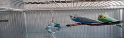 Budgerigars birds for sale: Two male budgies - with cage  - Advert 4