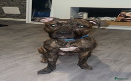 Staffordshire Bull Terrier dogs for sale: Loki - Brindle Staffie - Image 3