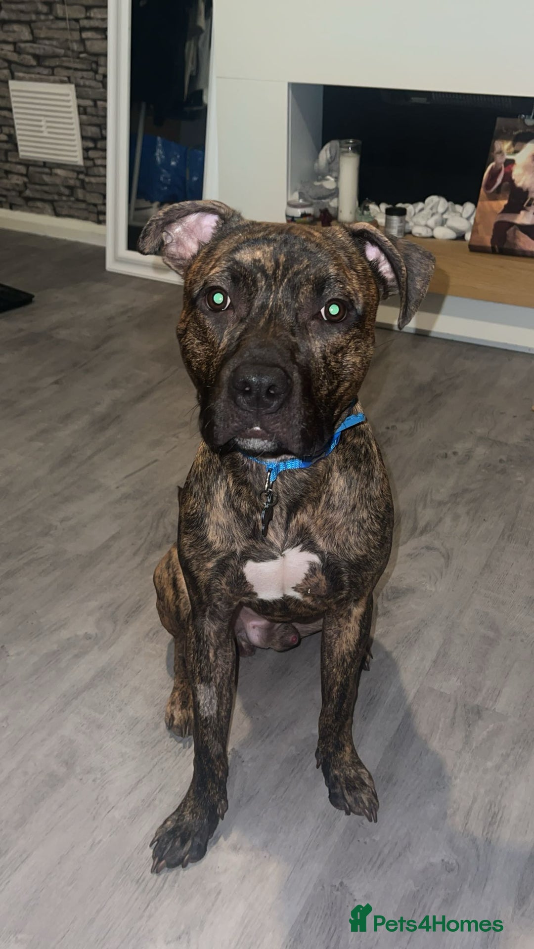Staffordshire Bull Terrier dogs for sale: Loki - Brindle Staffie - Image 3