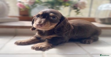 Miniature Dachshund dogs - Advert 9