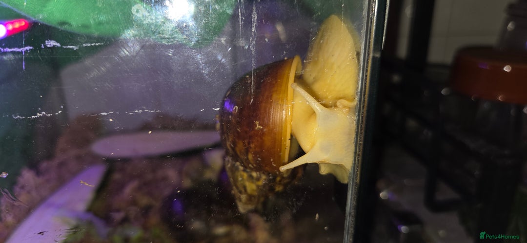 Snails invertebrates for sale: Giant African Land Snails, young adults - Image 4