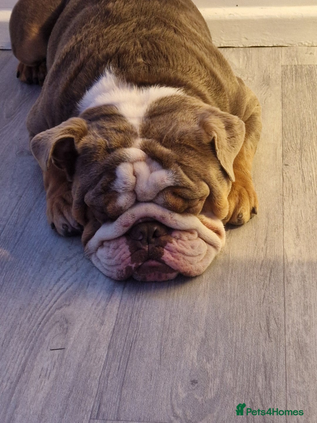 English Bulldog Dogs for stud in Bristol, Bristol City Pets4Homes