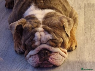 English Bulldog dogs - Advert 20