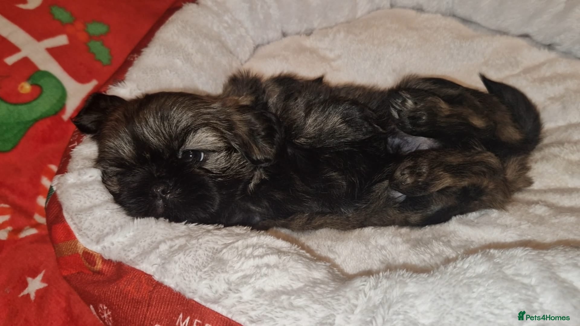 Shih Tzu dogs Imperial Shih Tzu- 1 beautiful girl❤️  - Advert 3