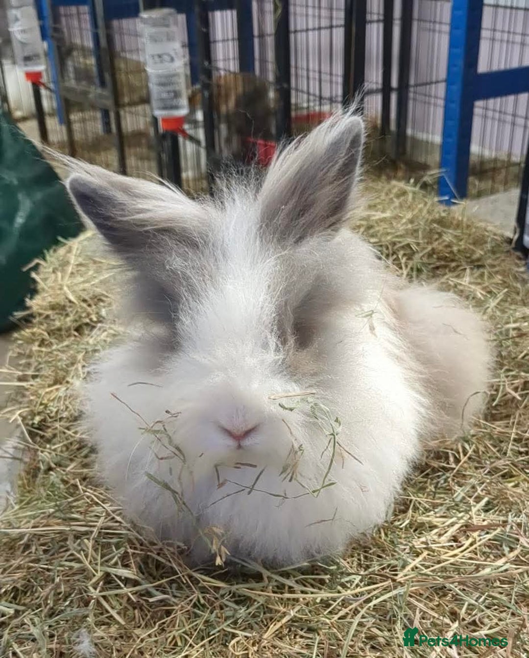 Mixed Breed rabbits for sale: Rescue Bunnies for Adoption  - Image 9