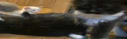 Maine Coon cats for sale: Poly litter of mainecoon/ragdoll - Advert 9