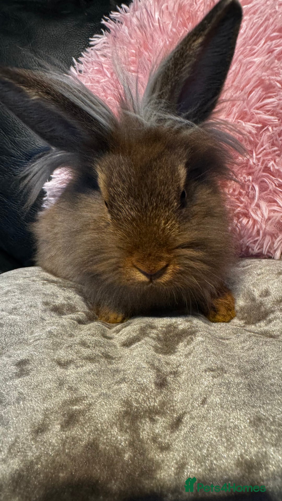 Mixed Breed rabbits for sale: Netherland dwarf and lionhead mixed bunnies - Image 34