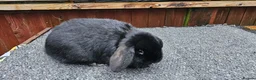 Mini Lop rabbits for sale: mini lop for sale  - Advert 2
