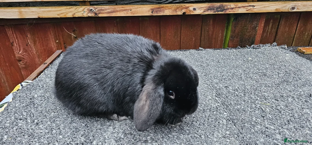Mini Lop rabbits for sale: mini lop for sale  - Advert 2