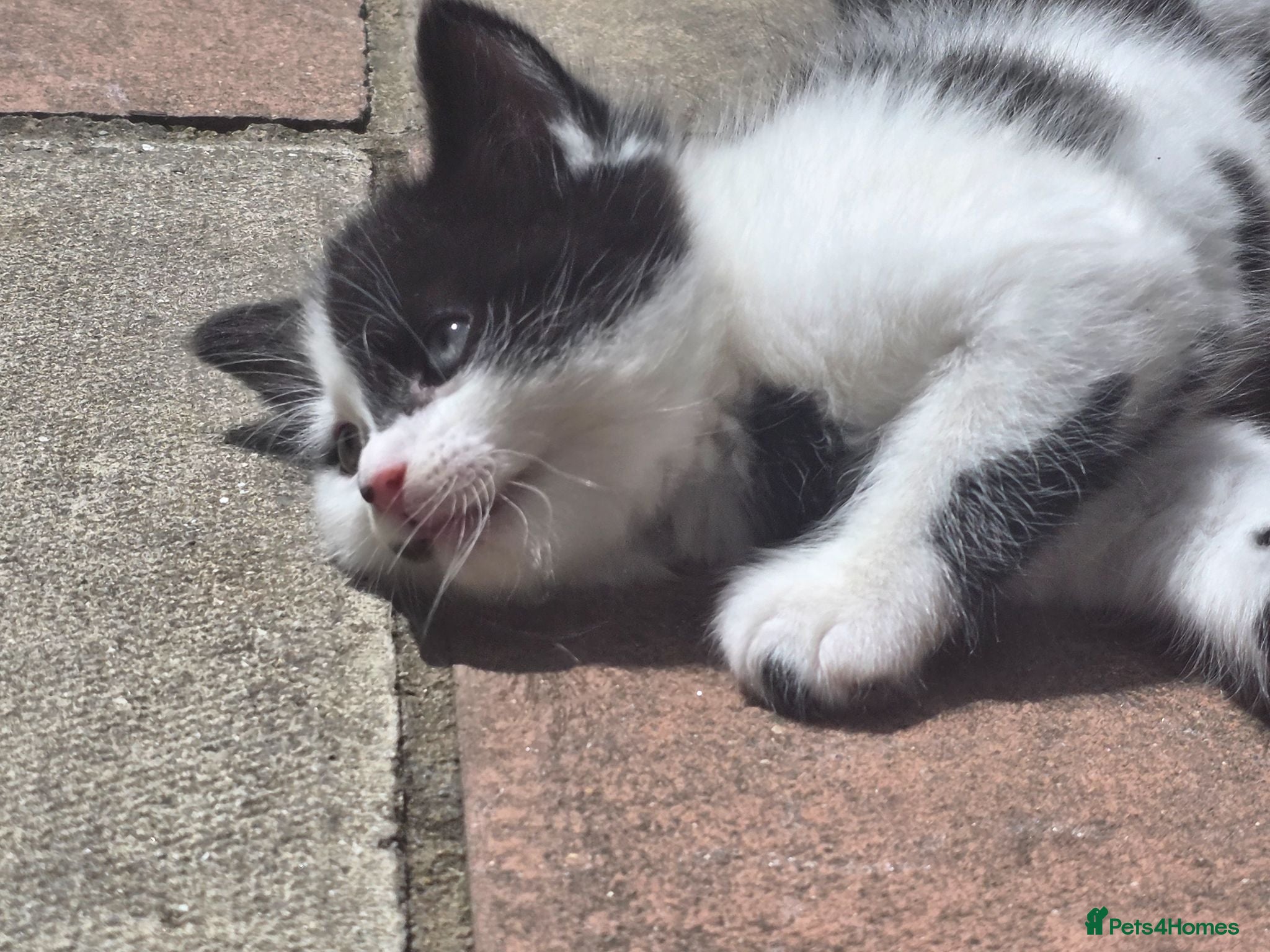 Mixed Breed cats Cute kittens for sale  - Advert 1
