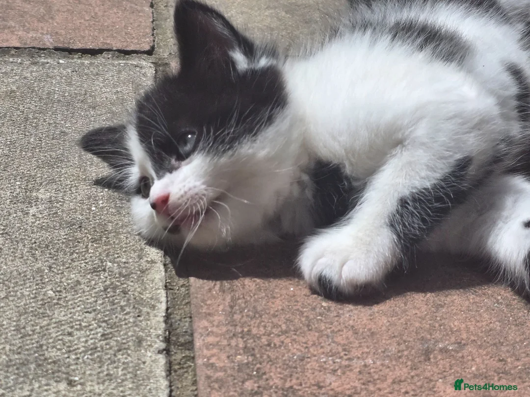 Mixed Breed cats for sale: Cute kittens for sale  - Advert 1