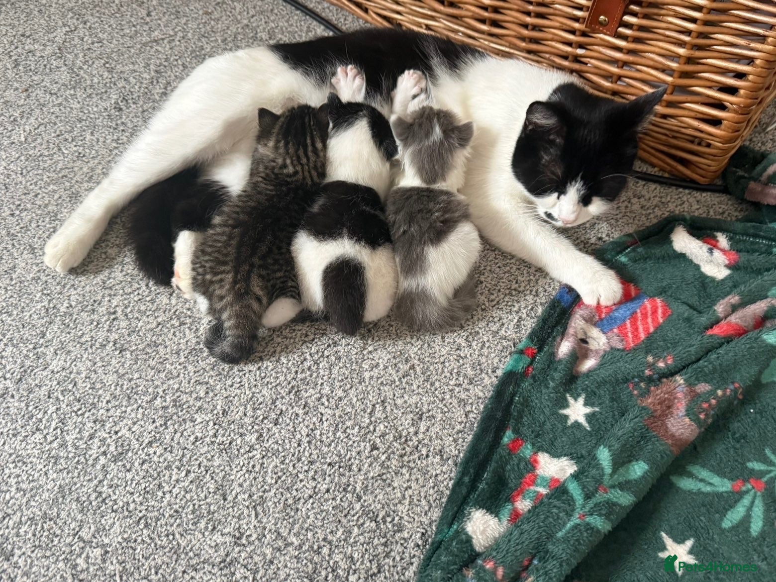 British Shorthair cats Kittens  - Advert 6
