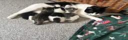 British Shorthair cats for sale: Kittens  in Diss - Advert 1