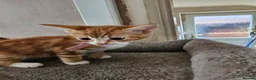 Mixed Breed cats for sale: 4 adorable female kittens for sale  - Advert 4