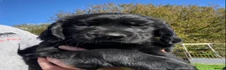 Flat coated Retriever dogs for sale: Ready now! Flat coated x Golden retriever pups. - Advert 19