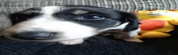 Saluki dogs for sale: Saluki  ** d saluki whippet  - Advert 11