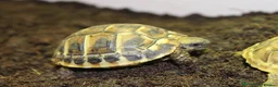 Tortoise reptiles for sale: BABY HERMANNS & SET UPS! - Advert 8