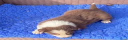 Border Collie dogs for sale: Fabulous Red Border Collie Puppies - Advert 10