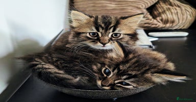 Persian cats - Advert 12