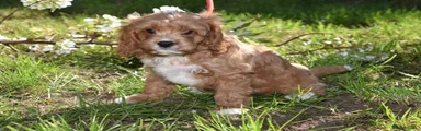 Cavapoo Puppy 3