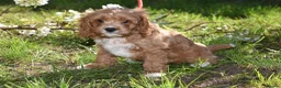 Cavapoo dogs for sale: Ready Now F1 Toy Cavapoo Puppies Health Tested - Advert 39