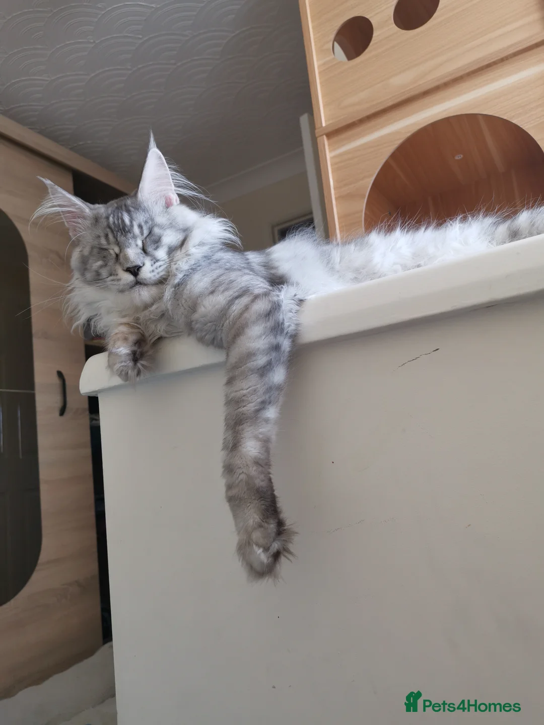 Maine Coon cats for sale: Full pedigree Maine Coon kittens - Advert 24