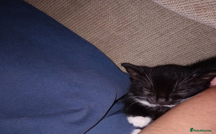 British Shorthair cats in Swindon - Advert 17